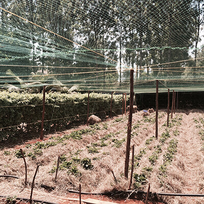 Strawberry Net Kiambu