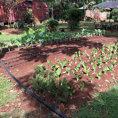 Drip Irrigation