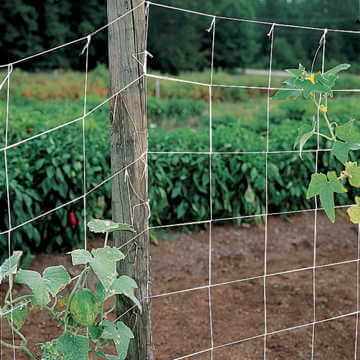 Trellis Nets