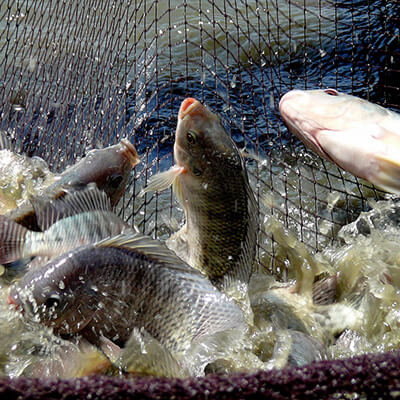 Fingerlings